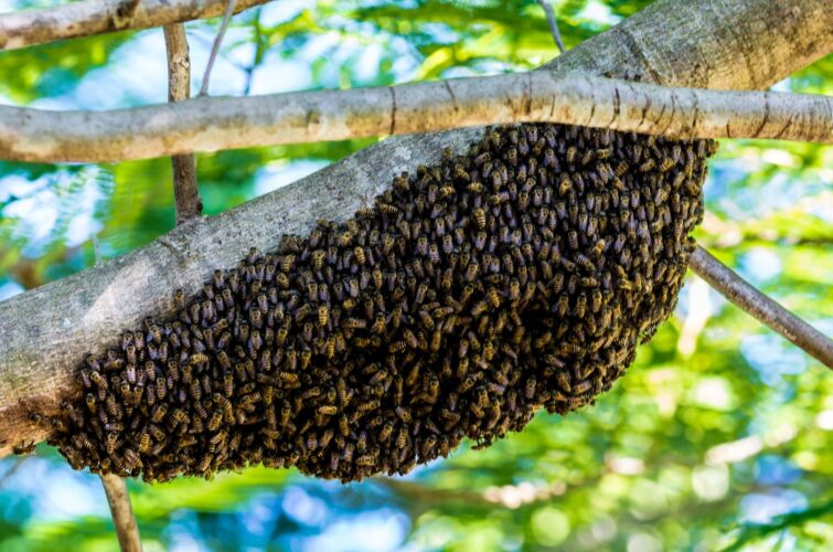 Bee Swarm Essentials